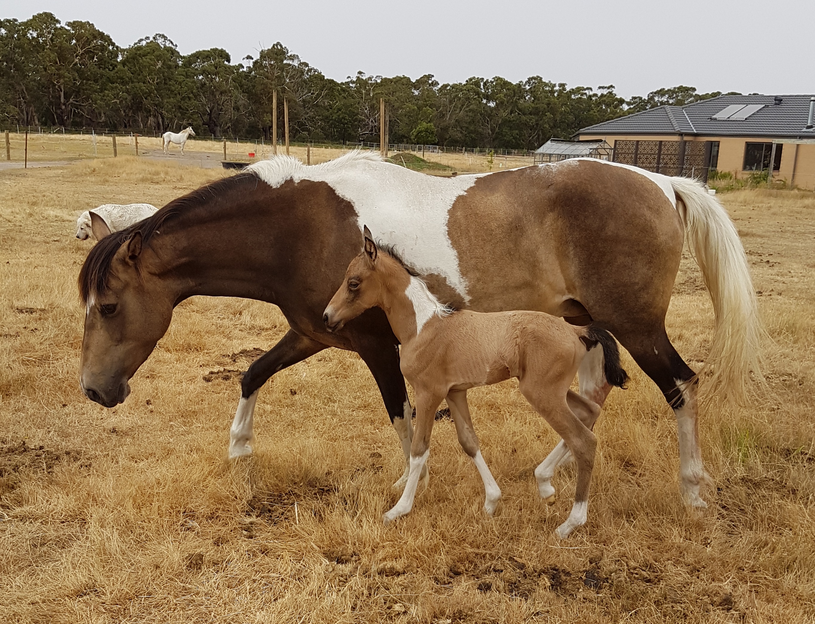 Lisandro, Paso Fino