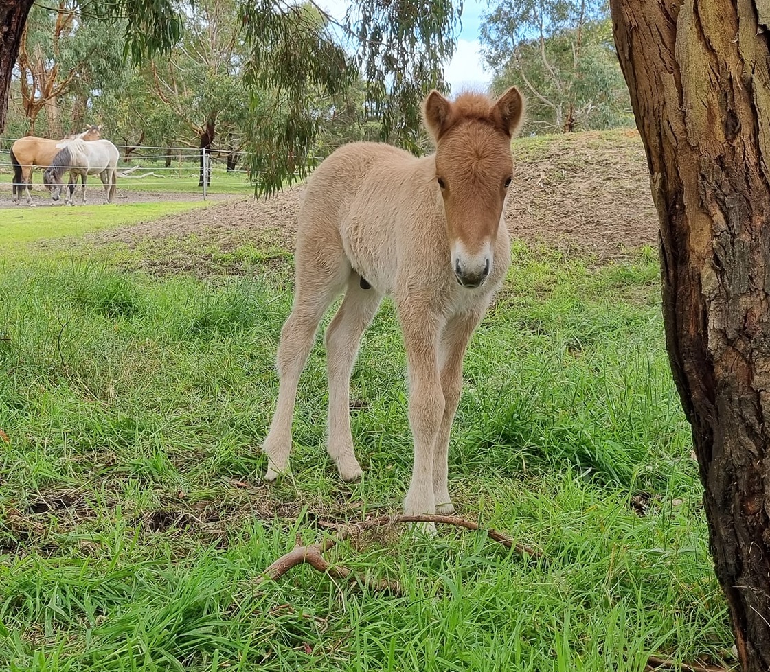 keilir-from-narrawin