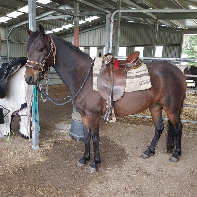 Narrawin Stud