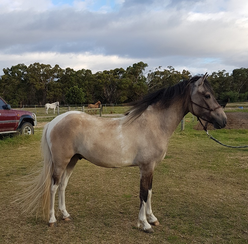 Narrawin Stud