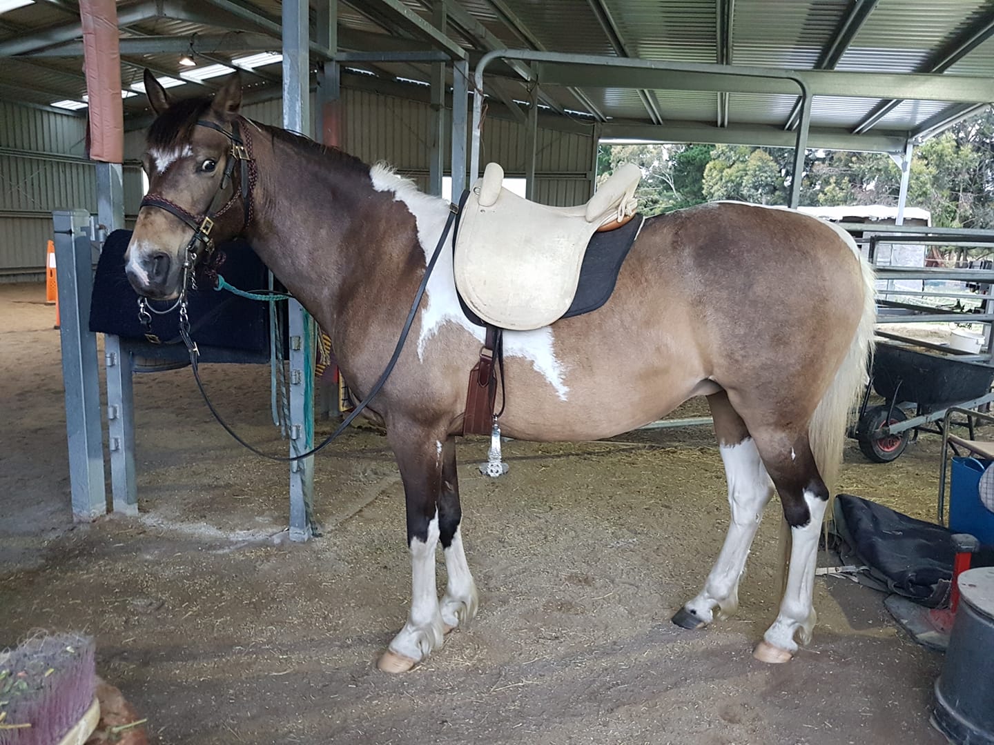 spanish-riding-school-saddle