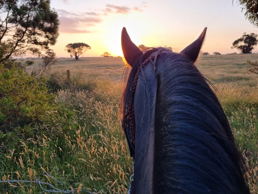 Narrawin Stud